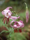 Lilium kelloggii