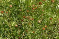 Trifolium wormskioldii