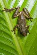 Red Snouted Tree Frog