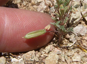 Astragalus acutirostris