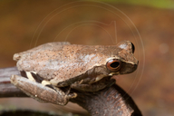 Dendropsophus brevifrons