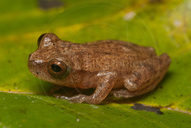 Dendropsophus minutus