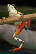 Atelopus spumarius