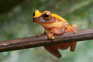 Dendropsophus triangulum