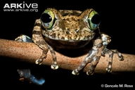 Boophis calcaratus