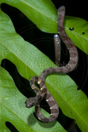 Amazonian Snail-eater