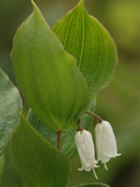 Prosartes parvifolia