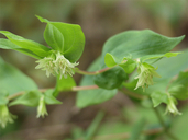Prosartes hookeri