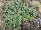 Cirsium fontinale var. fontinale