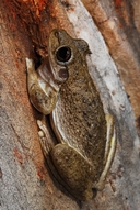 Litoria rothii