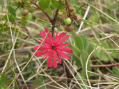 Silene hookeri