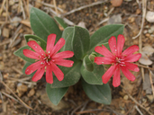Silene hookeri