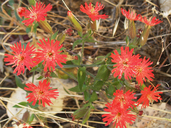 Silene laciniata ssp. californica