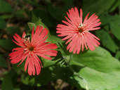 Silene laciniata ssp. californica