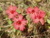 Silene laciniata ssp. californica