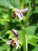 Ophrys apifera ssp. apifera
