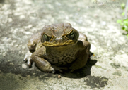 Rhinella marina