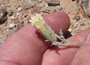 Chaenactis macrantha