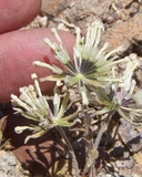 Chaenactis macrantha