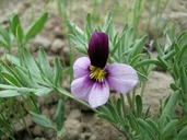 Viola beckwithii