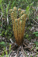 Dryopteris crassirhizoma