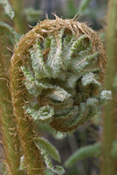 Dryopteris crassirhizoma