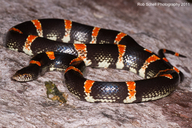Mexican Long-nosed Snake