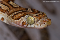 Sinaloa Lyre Snake
