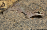 Hemidactylus robustus