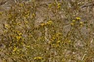 Holocarpha virgata ssp. virgata