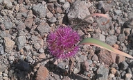 Allium platycaule