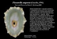 Fissurella angusta