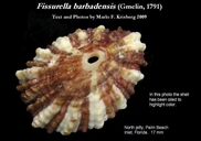 Fissurella barbadensis