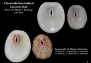 Fissurella fascicularis