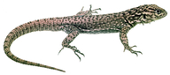 Tropidurus melanopleurus