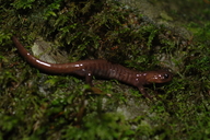 Hynobius arisanensis