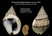 Nassarius polygonatus