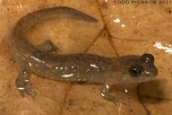Desmognathus monticola