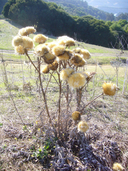 Cynara cardunculus