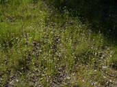 Plectritis macrocera