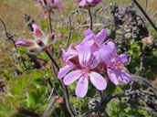 Pelargonium vitifolium