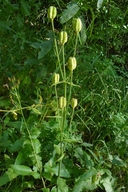 Lilium parvum