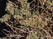 Atriplex confertifolia