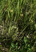 Idaho Blue-eyed-grass