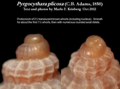 Pyrgocythara plicosa