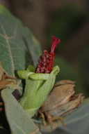 Hibiscadelphus distans