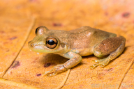 Scinax elaeochrous