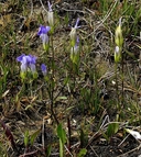 Gentianopsis thermalis