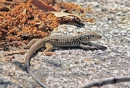 California Western Whiptail