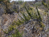 Coprosma montana